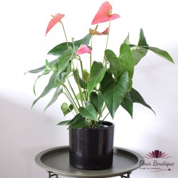 Imagine anthurium-planta-de-interior1.jpg